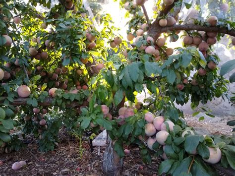 Growing Pluots In Southern California Greg Alders Yard Posts