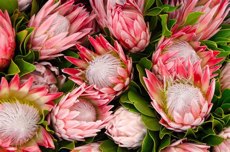 Protea wall art, watercolor flowers, blush pink floral, bedroom wall decor, home decor gift, south african protea, printable artwork. Protea - hausinfo