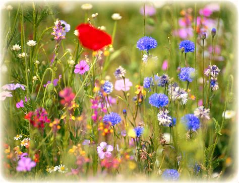 Check spelling or type a new query. wildflowers native wildflower seeds planting | The Old ...