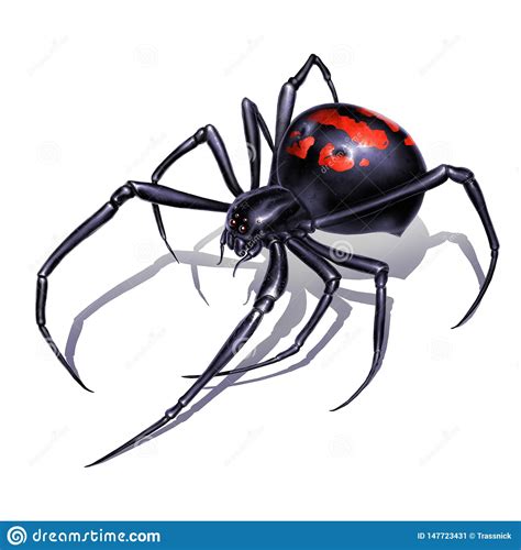 Black Widow Spider On White Background Realistic Illustration Isolate