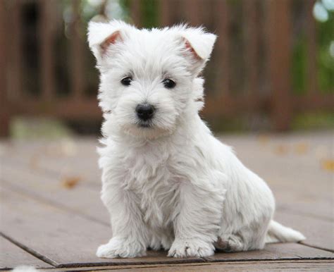 Weve Been Raising Westies At The West Acres On Our Ranch In The Heart