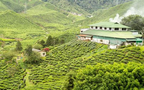 Best Time To Visit Munnar Summer Winter Or Monsoon Resort In Asia