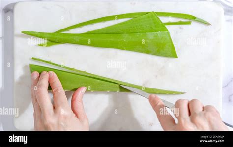 Aloe Vera Homemade Face And Body Scrub Recipe Woman S Hands Peeling Aloe Vera Plant Stock Photo