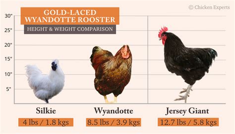 Gold Laced Wyandotte Chicken Breed Your Go To Guide📙 Chickenexperts