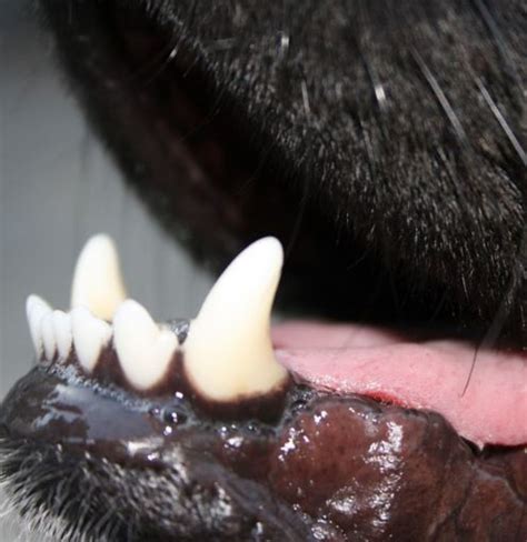 Upper And Lower Jaw Bone Cancer In Dogs Dog Discoveries