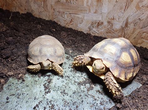 Sie überlegen, eine schildkröte anzuschaffen? 2 Spornschildkröten 08 18 suchen liebevolles Zuhause ...