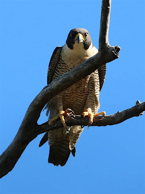 Peregrine Falcon Falco Peregrinus