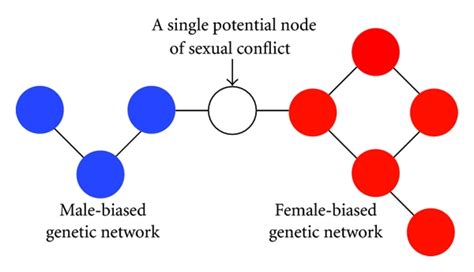 Sex Biased Networks And Nodes Of Sexually Antagonistic Conflict In