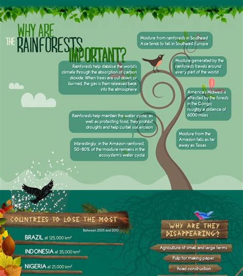 Infographic Why Are Rainforests So Important Zohal