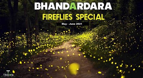 Bhandardara Fireflies Camping 2021 T Trikon