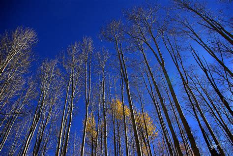 Reach For The Sky Photograph By Vicki Pelham Fine Art America