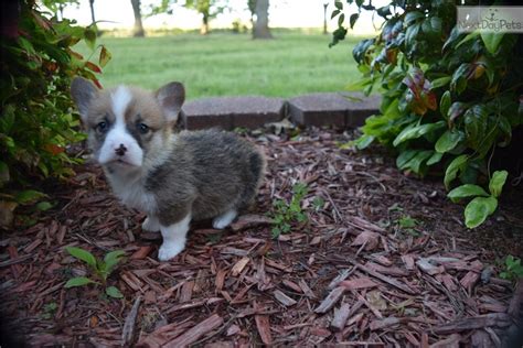 Look at pictures of puppies in these adorable pups are available for adoption in detroit, michigan. Welsh Corgi Puppies For Sale | Michigan Avenue, MI #195412