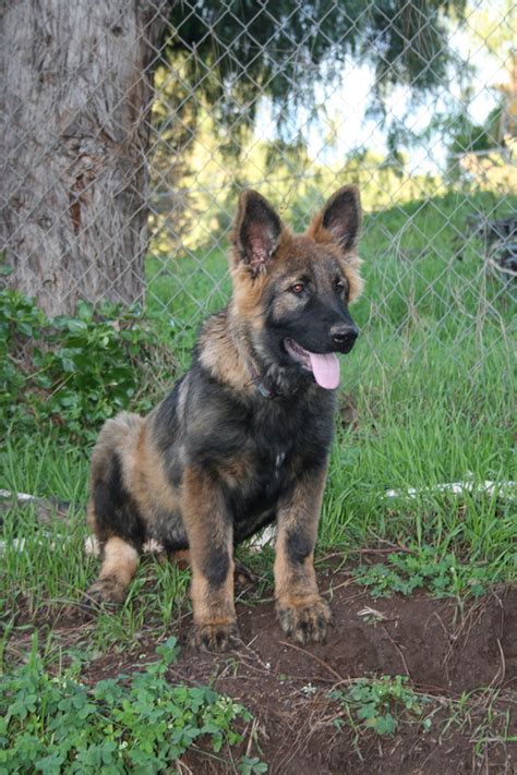 While a family pet breeder is going to focus on calm, even puppies whom don't show as much protective instincts. Image - SLA SIT 2.jpg | Animal Jam Clans Wiki | FANDOM ...