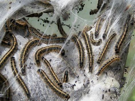 How to kill interior bagworms step 1. Bag the Bag Worms Naturally!