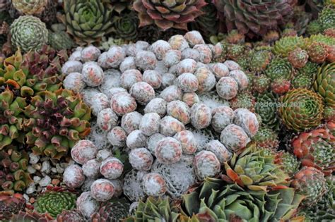 However, sulphur can also harm essential microbes, and this is its drawback. PlantFiles Pictures: Sempervivum, Cobweb Houseleek, Spider ...