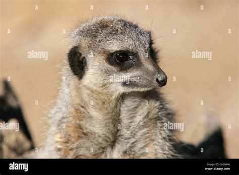 Meerkat At Whipsnade Zoo Stock Photo Alamy