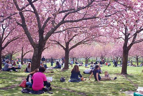 Nyc ♥ Nyc Cherry Blossom Season At Brooklyn Botanic Garden