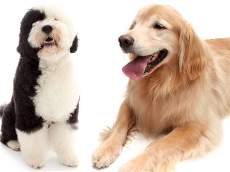 The portuguese water dog has a long history of use in its homeland, where it was, and still is, a vital part of the bracco italiano. 3 Breed Groups Fund Canine Cancer Study - Veterinary ...