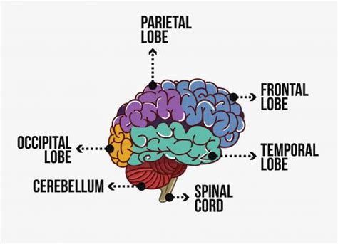 What Is The Difference Between The Occipital And Parietal Lobes
