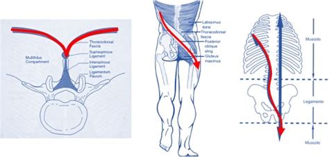 What Is The Thoracodorsal Fascia Function And Why Should You Care