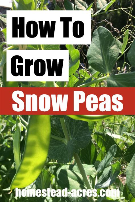 How To Grow Snow Peas Easy Tasty Treat In 2020 Snow Peas Growing