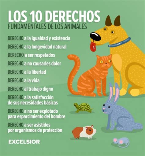 Álbumes 92 Foto Infografia De Los Derechos De Los Animales Lleno