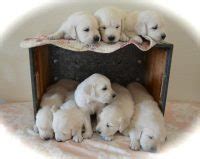 We hope you find exactly. Golden Retriever Puppies For Sale in Iowa - Golden ...