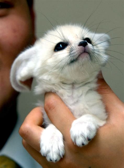Just A Super Cute Fennec Fox Pup I Want One So Badly Foxes