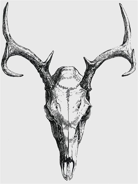 Anatoref Deer Skull Tattoos Skull Drawing Skull Art