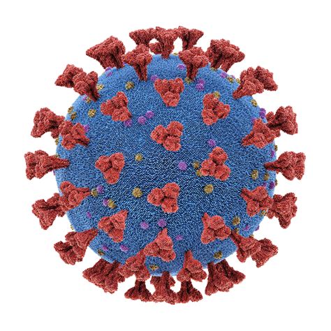 Coronavirus Oc Full Length Spike The Native Antigen Company