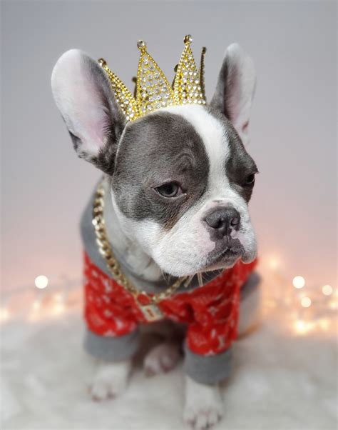 Crown For Dog Or Cat Princess Dog Crown Crown For Dog Etsy