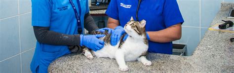 Tnr Program Of Abu Dhabi Emirate Abu Dhabi Animal Shelter