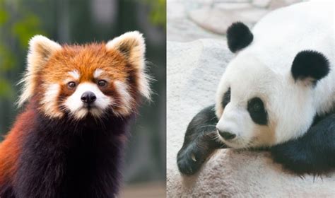 How Two Pandas Got Their Thumbs Asian Scientist Magazine