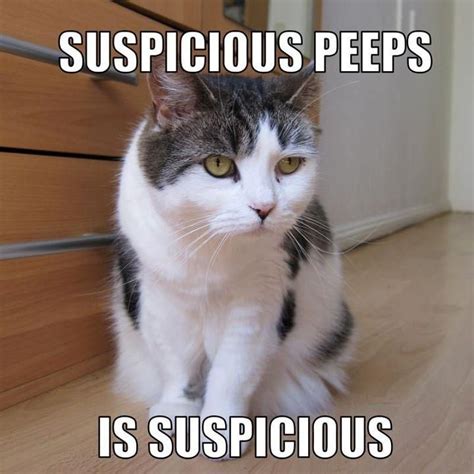 Suspicious Peeps Is Suspicious Lolcats Dog Quotes Funny Funny Cat