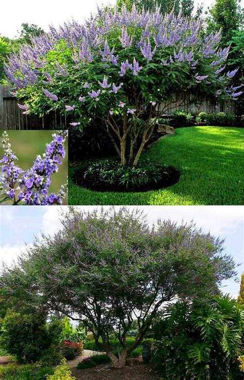 Full Sun Flowering Trees Zone 9 Choose The Right Trees Shrubs And