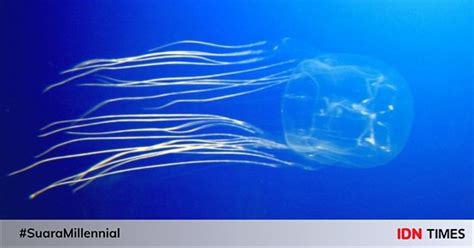 Ubur ubur gambar unduh gambar gambar gratis pixabay. 5 Fakta Ubur-Ubur Kotak, Mahluk Laut Paling Berbisa di Dunia