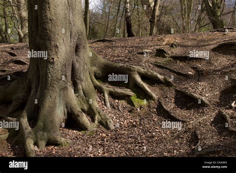 Ancient Old Trees Woodland Epping Forest Stock Photo Alamy
