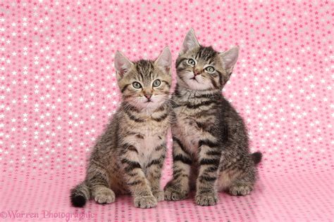 Cute Tabby Kittens Sitting On Starry Background Photo Wp36488