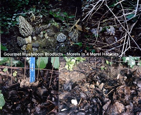 2 Morel Habitat Kit Web Special Gourmet Mushrooms