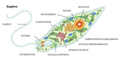 Reino Protista Web Itif Centrobiologia