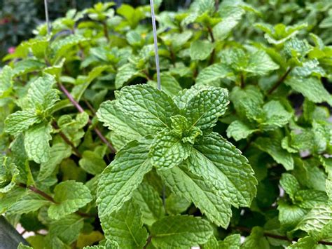 How To Grow And Care For Peppermint Plants One Perfect Room