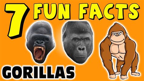 7 Fun Facts About Gorillas Gorilla Facts For Kids Learning Colors Apes