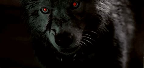 Black wolf over 1080 x 1080 / to get rid of google splash. Фото Черный волк, с красными глазами, рычит на черном фоне