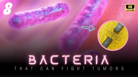 Fighting Tumors With Magnetic Bacteria Science Is About To