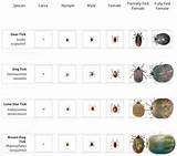 Indoor Garden Pest Identification Images