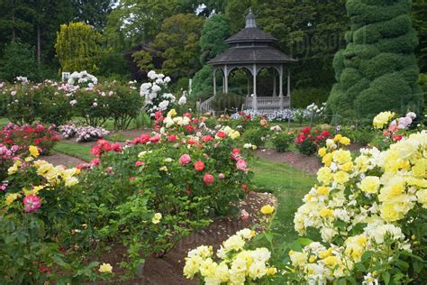 Prospect park alliance and hester street collaborative are launching a process to invite community members to shape the future of the rose garden. WA, Seattle, Roses in bloom and gazebo at the Rose Garden ...