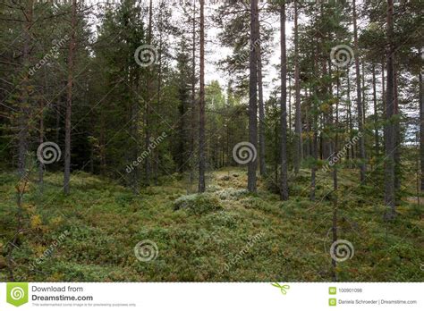 Norway Close To Oslo Green Pine Forest Stock Photo Image Of
