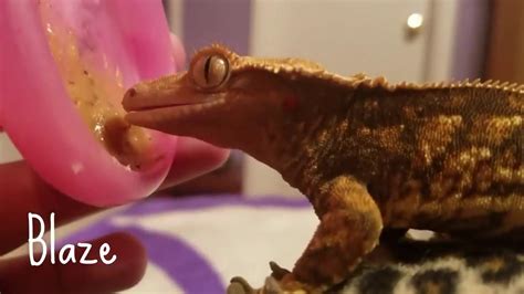 Feeding My Crested Geckos Youtube