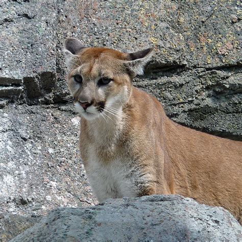 Cougar Cub One Of 2 Orphan Cougar Cubs At The Calgary Zoo Nancy