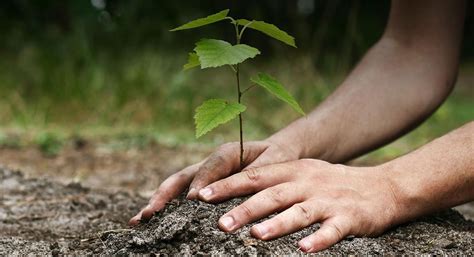 Environmental Responsibility Our Commitment To One Tree Planted